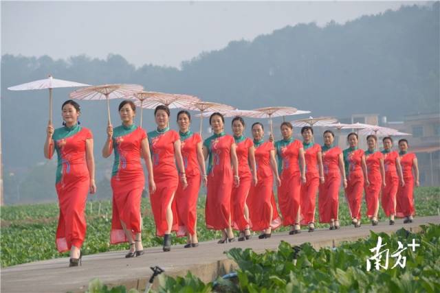 菜心旗袍秀。張曉欣 攝