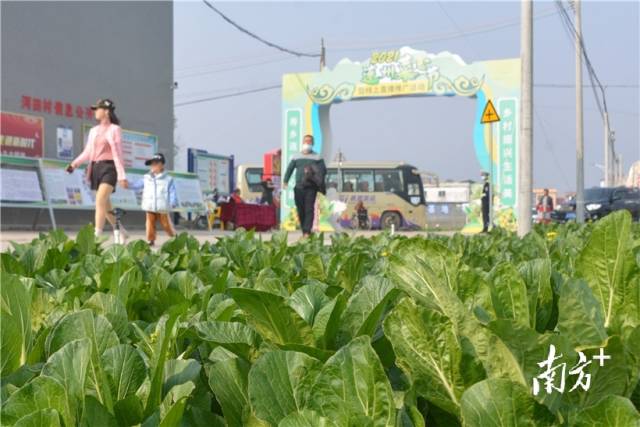 10日，2021連州菜心節(jié)暨線上直播推廣活動(dòng)在西岸鎮(zhèn)河田村開(kāi)幕。張曉欣 攝