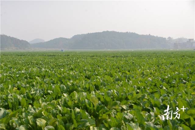 河田蔬菜基地內(nèi)，連片千畝菜心長(zhǎng)勢(shì)喜人。張曉欣 攝