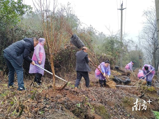 九陂鎮(zhèn)掀起全民義務植樹熱潮。