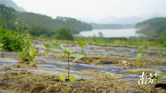 迎風(fēng)搖曳、綠意盎然的五指毛桃種苗。