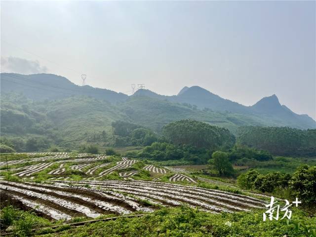 九陂鎮(zhèn)高相村打造的中藥材種植基地。